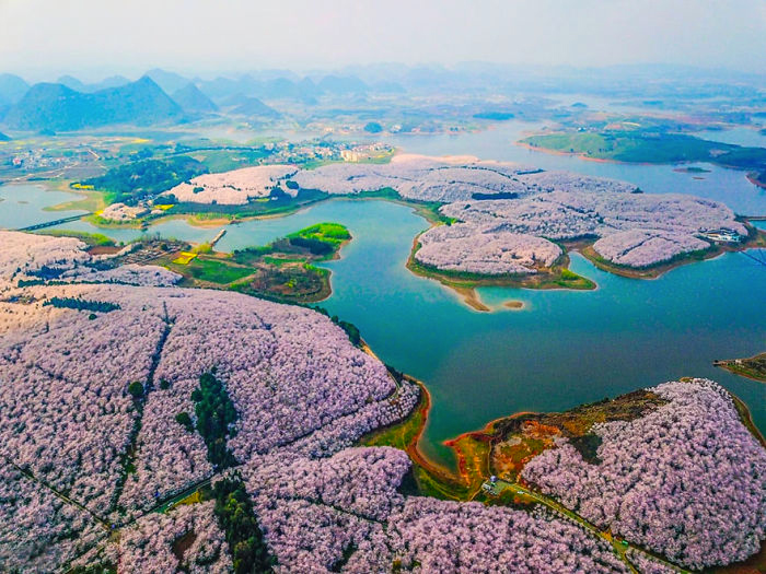 Han florecido los cerezos en China y es uno de los paisajes más increíbles del planeta