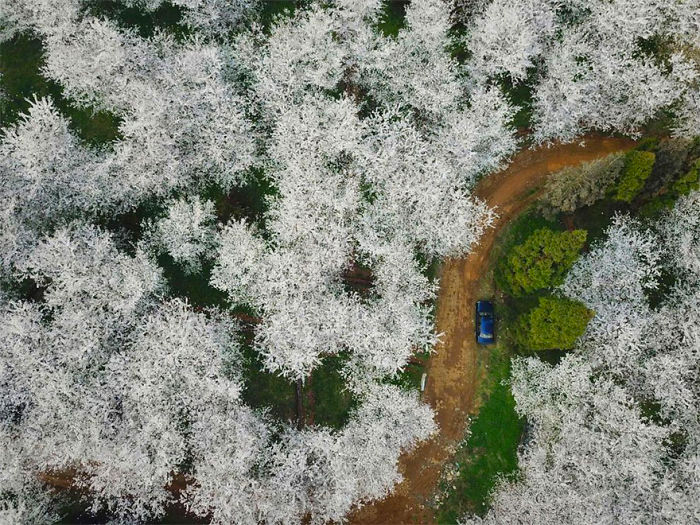 Han florecido los cerezos en China y es uno de los paisajes más increíbles del planeta