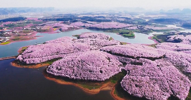 Han florecido los cerezos en China y es uno de los paisajes más increíbles del planeta