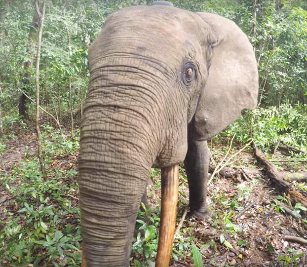 El despertar de un elefante en mitad de la selva después de haberle puesto un localizador