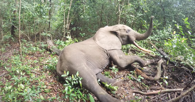 El despertar de un elefante en mitad de la selva después de haberle puesto un localizador