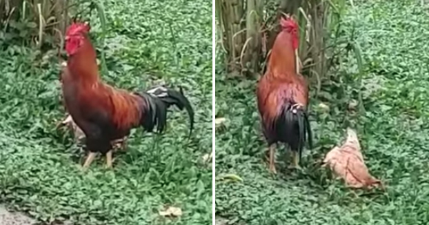 Una gallina se hace la muerta para evitar al gallo