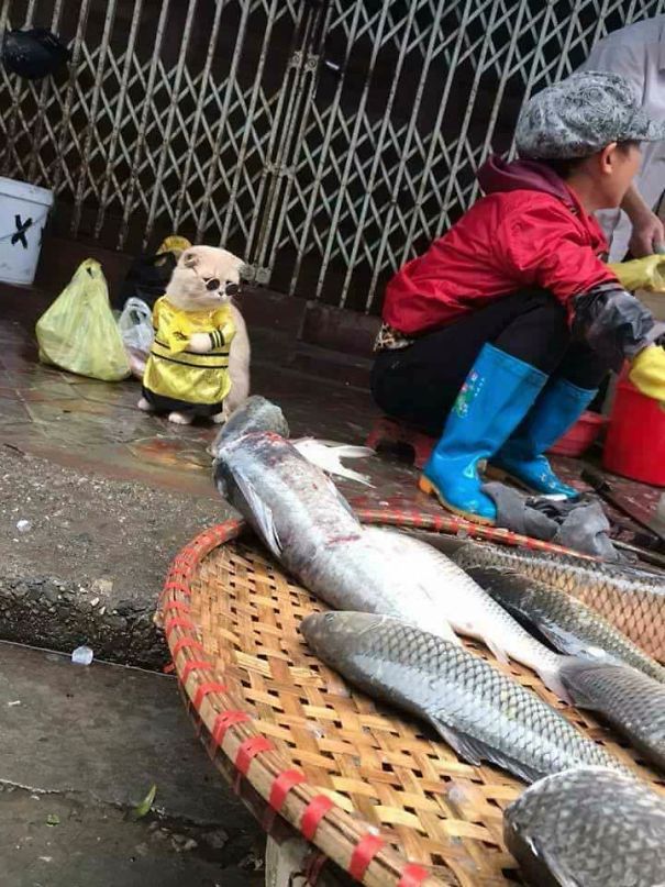 El pescadero más adorable de Vietnam