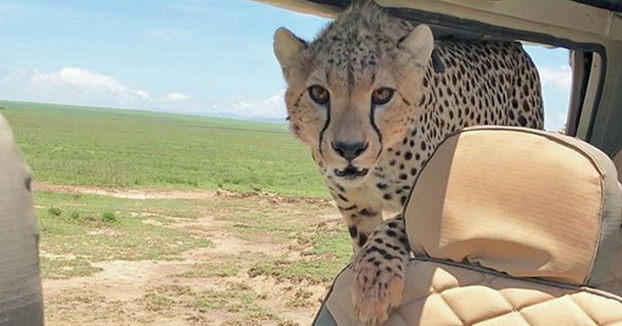 Susto en el safari: Un guepardo se sube al coche de un grupo de turistas en Tanzania