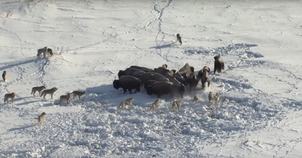 Ataque de una manada de lobos a un grupo de bisontes. Ojo al final