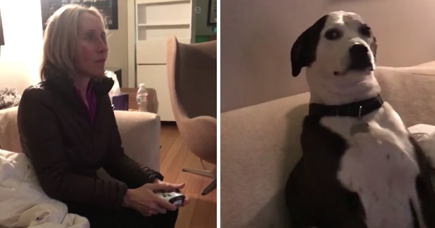 La reacción del perro al ver a la madre jugando al Call of Duty