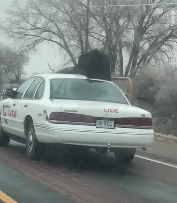Transportando un toro en el coche