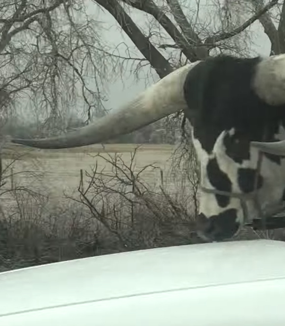 Transportando un toro en el coche