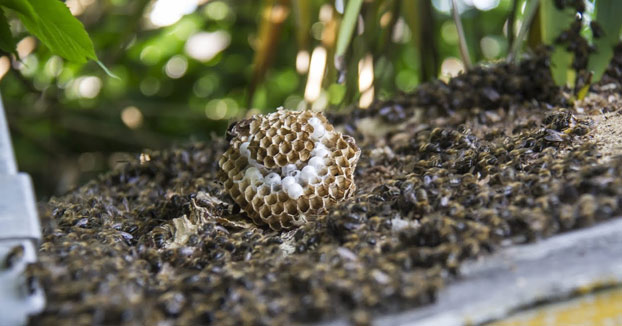 Enjambre de abejas destruye un nido de avispa asiática