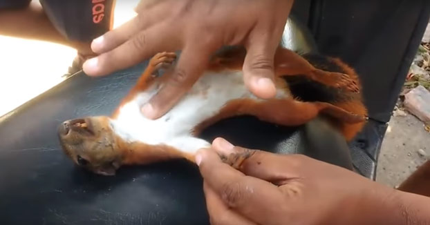 Un colombiano salva a una ardilla haciéndole un masaje de reanimación cardiopulmonar con el dedo [Vídeo]