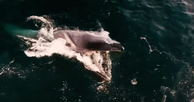 Increíbles imágenes de dos ballenas alimentándose en la costa del Garraf, Barcelona