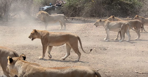 Una manada de 500 búfalos plantando cara al ataque de un grupo de leonas