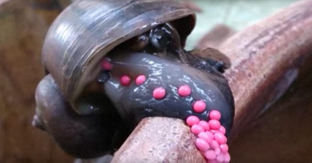 Caracol manzana soltando sus huevos