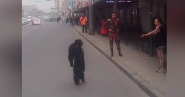 Un chimpancé se pasea por las calles de una ciudad rusa como un vecino más