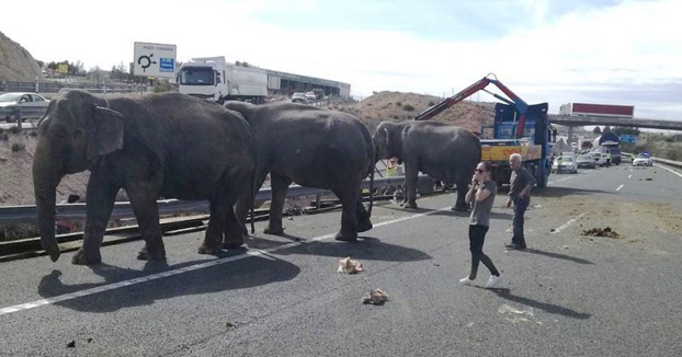 Un camión que transportaba elefantes de circo vuelca en la autovía A-30 en Albacete