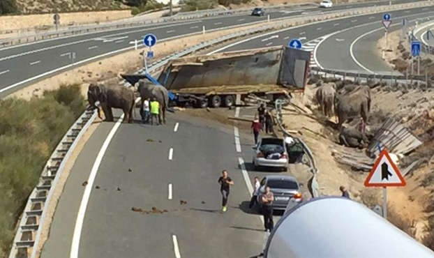 Un camión que transportaba elefantes de circo vuelca en la autovía A-30 en Albacete