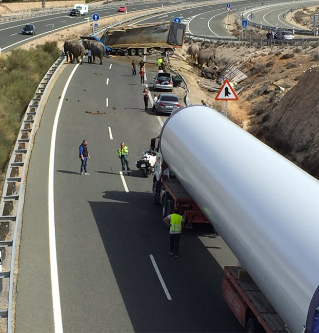 Un camión que transportaba elefantes de circo vuelca en la autopista A-30 en Albacete