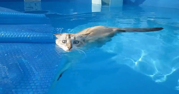 ¿Que a los gatos no les gusta el agua? A este le encanta