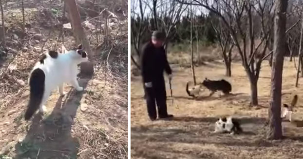 Este grupo de 8 gatos se junta para atacar a un perro