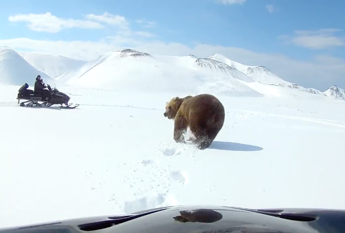 Dos hombres en moto de nieve persiguen a un oso y el animal, en un contraataque, intenta darle un zarpazo a uno de ellos