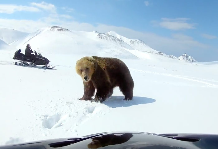 Dos hombres en moto de nieve persiguen a un oso y el animal, en un contraataque, intenta darle un zarpazo a uno de ellos
