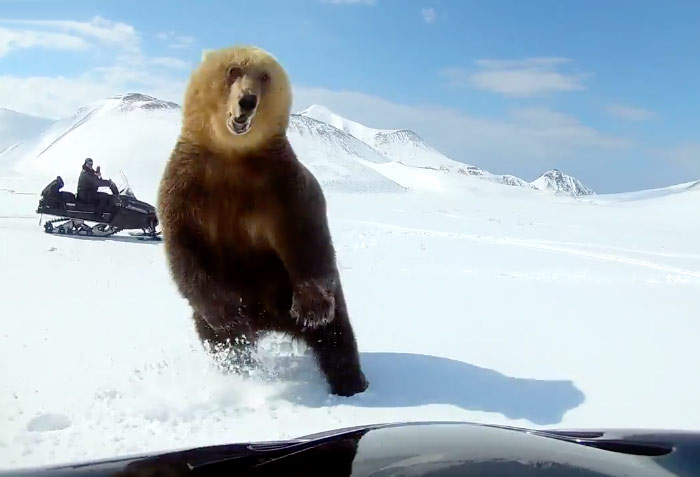 Dos hombres en moto de nieve persiguen a un oso y el animal, en un contraataque, intenta darle un zarpazo a uno de ellos