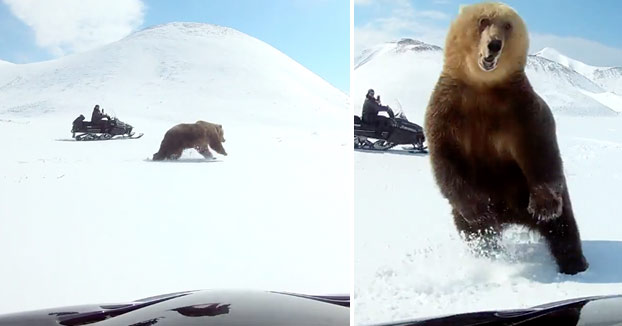 Dos hombres en moto de nieve persiguen a un oso y el animal, en un contraataque, intenta darle un zarpazo a uno de ellos