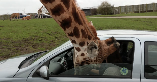 Estaban dándole comida a la jirafa desde el coche cuando de repente...