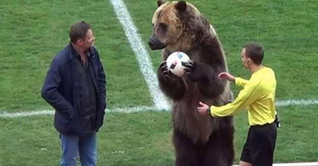 Un oso hace el saque de honor en un partido de fútbol en Rusia