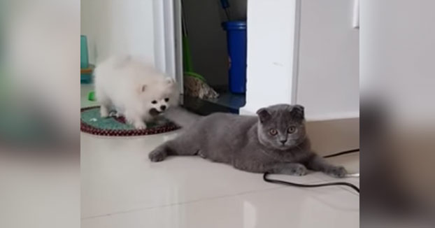 Este gato se ha quedado sin escapatoria al verse agarrado por el perro