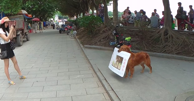 El perro que anunciaba una hamburguesería