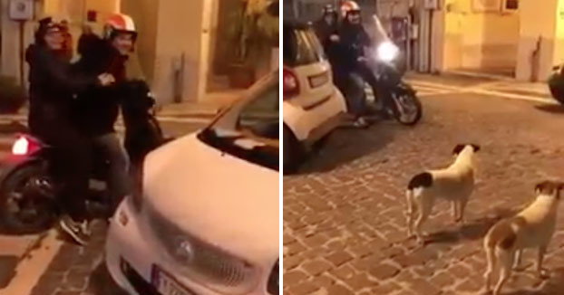 Estos dos perros no tienen ninguna intención de dejar salir a la moto. Veamos cómo se las apañan...