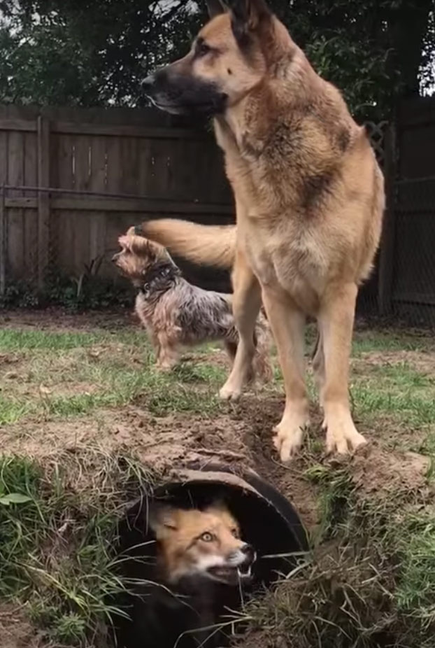 La diversión de este zorro al confundir a un perro escondiéndose bajo un túnel del jardín