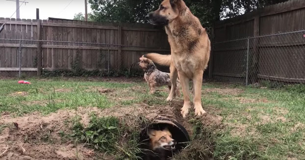 La diversión de este zorro al confundir a un perro escondiéndose bajo un túnel del jardín