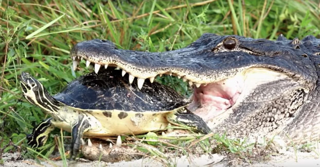 Misión imposible: Alligator intentando comerse una tortuga