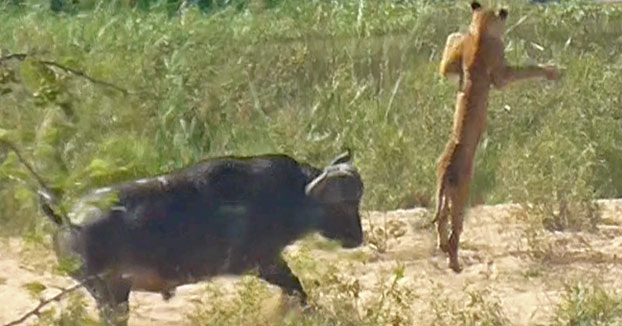 Un búfalo salva a un lagarto dándole una cornada a un león que sale volando por los aires