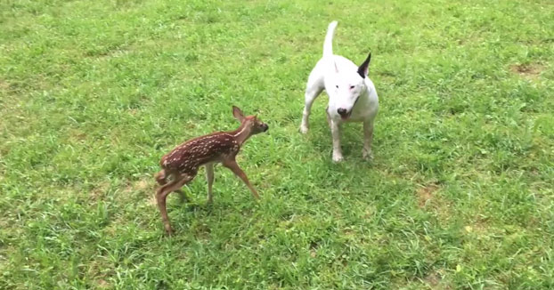 Hoy, en amistades extrañas: un bull terrier con un ciervo