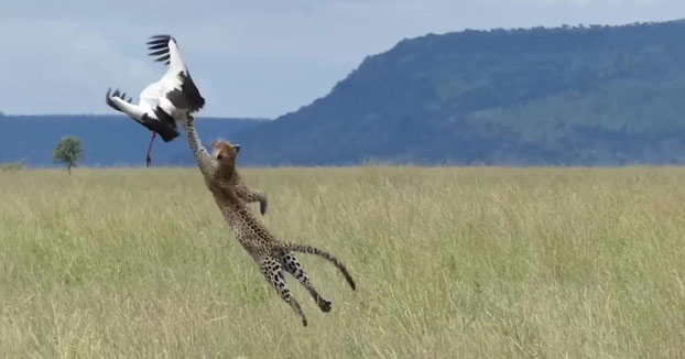 Una cigüeña consigue escaparse por muy poco del ataque de un leopardo