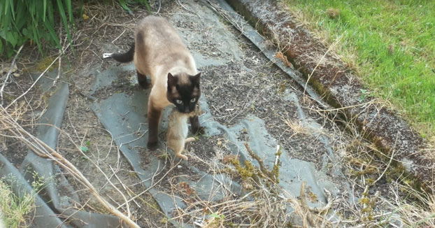 Un conejo consigue escapar de las fauces de un gato y es cazado por un búho