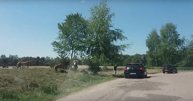 Una familia sale del coche durante un safari y acaba rodeada de guepardos