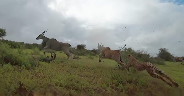 Vídeo de unos guepardos cazando grabado desde la perspectiva de uno de ellos