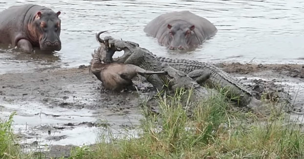 Un grupo de hipopótamos salvan a un ñu que había sido atrapado por un cocodrilo