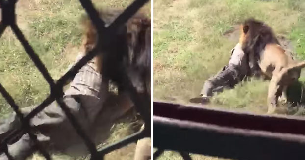 El dueño de un parque de vida silvestre es atacado por un león después de entrar en su recinto [Vídeo]