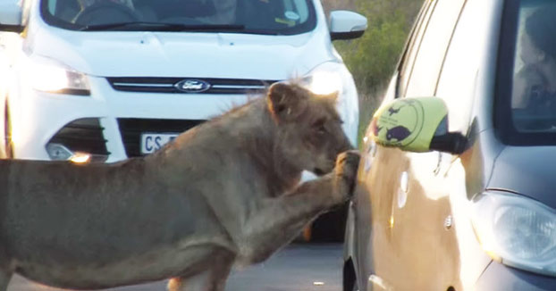 Una leona intenta abrir la puerta de un coche de turistas en Sudáfrica