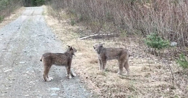 Dos linces teniendo una intensa conversación en mitad de la carretera