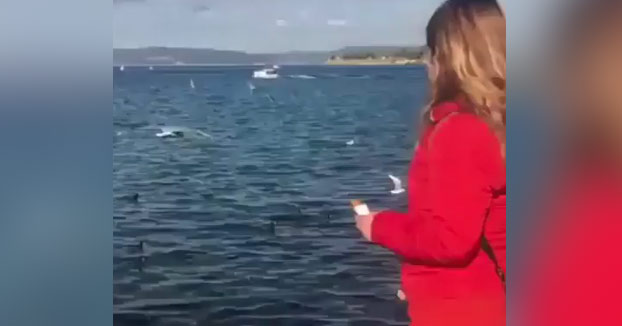 Cuando estás dándole comida a las gaviotas y te equivocas de mano