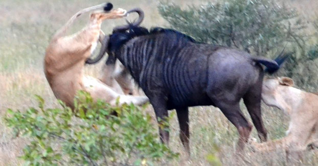 Un Ñu consigue liberarse del ataque de dos leonas enganchando a una de ellas por la pata de una cornada