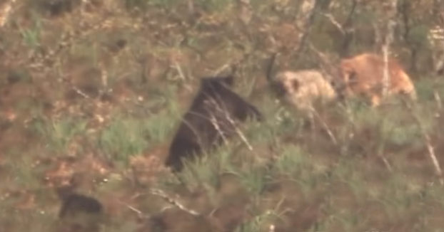 La lucha entre una madre osa y dos mastines en los montes de Laciana, en León