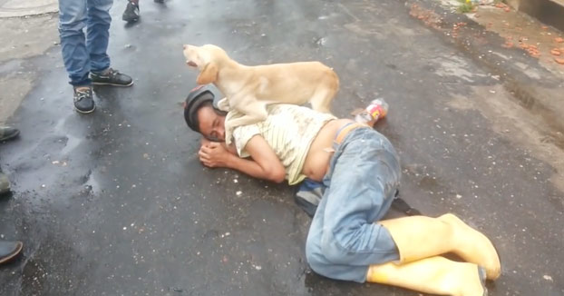 Un perro protege a su dueño borracho mientras está tirado en la calle