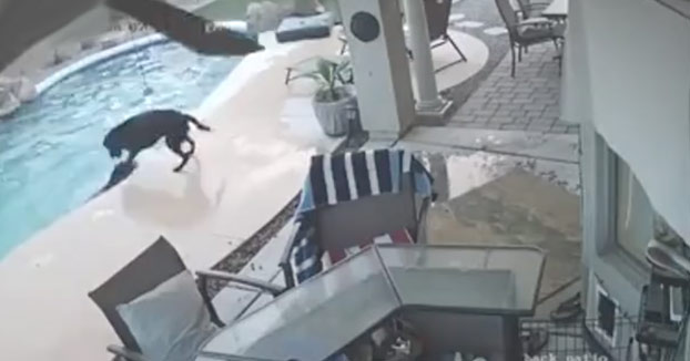 Un perro se lanza a la piscina para salvar a su amigo